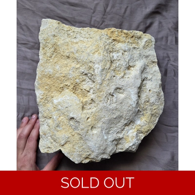 Ultra Rare Acrocanthosaurus Theropod Dinosaur Fossil Footprint From Texas